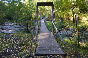 wooden bridge in the forest