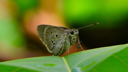 butterfly on leaf