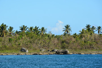 dominican coast with a palm and several rocks