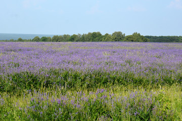 Fototapeta premium small patches iof lavender in the field, with hills