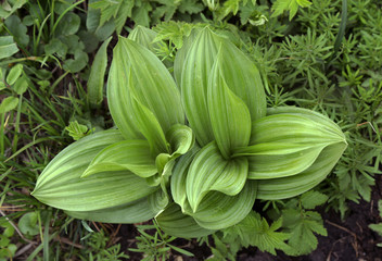 Closeup view of leaves of Chemeritsa Lobelieva(Ver&aacute;trum lobeli&aacute;num) without flowers in spring.