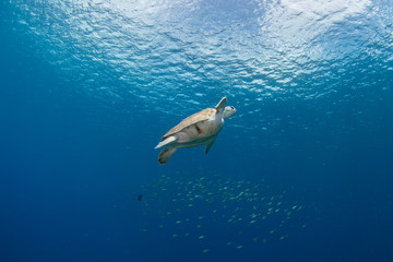 Green turtle swimming under blue water