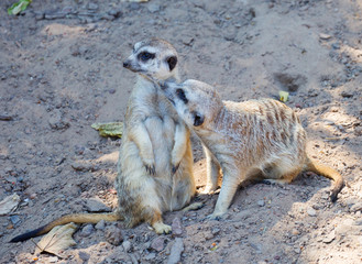 The pair of meerkats.
 The is a species of mammal in the mongoose family. This cute animal immediately causes genuine sympathy for yourself. African natives consider it a sun angel. They are small and