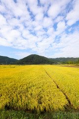 Yellow rice fields with clouds in the blue sky
