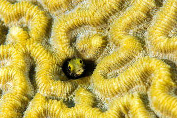 Fish and coral reef © yoshinori