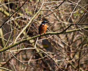 Eisvogel von vorne