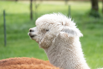 White Alpaca, a white alpaca in a green meadow. Selective focus on the head of the alpaca, photo of head