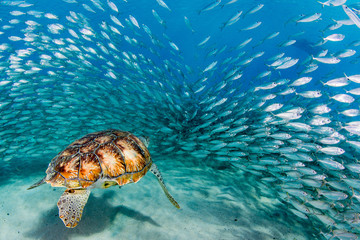 Green turtle swimming under blue water