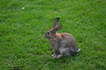 rabbit in the grass