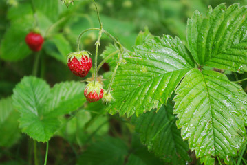 Berries of wild strawberry in green grass. Close-up.