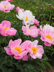 Obraz premium 初夏の庭に咲く華やかな芍薬の花