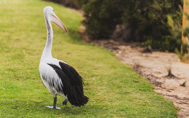 Pelicano en Australia.