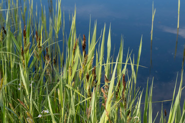 Obraz premium Tranquil landscape at a ditch, grasses and leaves on the edge of the ditch, the blue sky reflected in the water