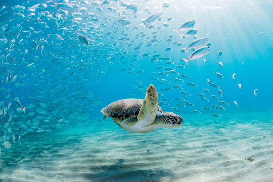 Green Turtle Swimming Under Blue Water