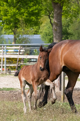 Little brown foal, runs next to the mother, one week old, during the day with a countryside landscape