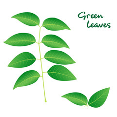 Green Leaves and branches vector isolated on white background.