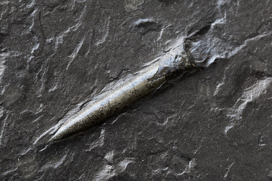 Belemnite embedded in a black prehistoric era Posidonia Shale