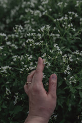 Fototapeta na wymiar The hand of a young woman touches white wildflowers. Spring green floral background.