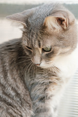 Cat looks down with interest, on a blurred background.