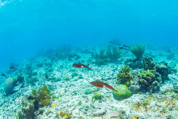 Squid Swimming arround
