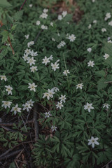 A lot of small white wildflowers. Spring green floral background.