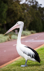 Pelicano en Australia.