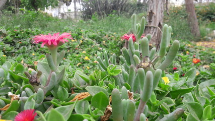 tulips in spring