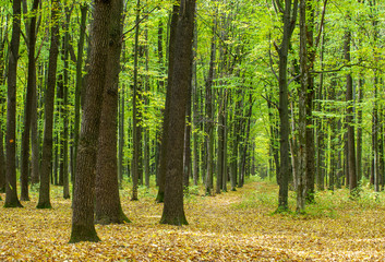 Golden autumnal forest with sunbeams