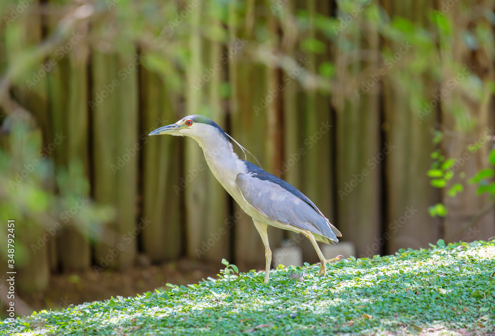 Wall mural Heron.
 The night Heron or night Heron has a short neck compared to other herons and a short but strong and powerful beak. The legs are also shorter than those of other herons. 