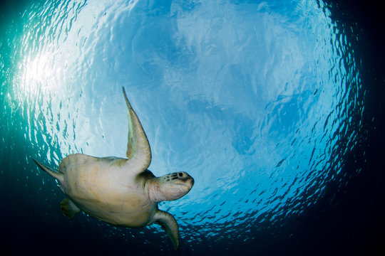 Green turtle swimming under blue water