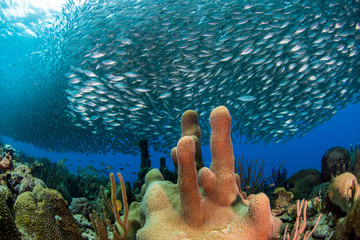 Cardume de sardinhas em recifes de corais