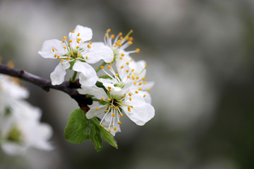 Cherry blossom in spring garden. White flowers on a branch after the rain