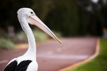 Pelicano en Australia.