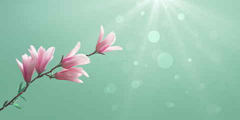 A Magnolia branch on a green blurred background with sunlight and bokeh. Spring seasonal background