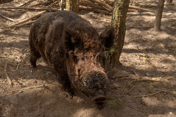 Wild boar in the forest.