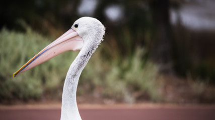 Pelicano en Australia.