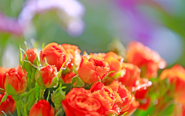 Many red roses,in the garden