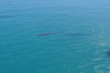 Two sharks viewed from a boat in the shallow shoals off Moorea