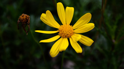 yellow daisy flower