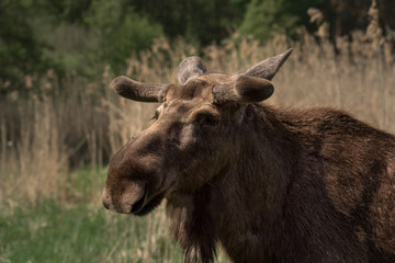 Head of  a moose or Eurasian elk, close-up.