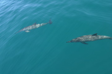 Dolphins pod off the coast of Mo'orea