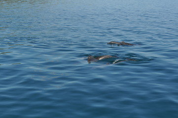 Dolphins off the coast of Mo'orea, breaking the surface on a clear day