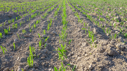 young wheat plants growing in the field
