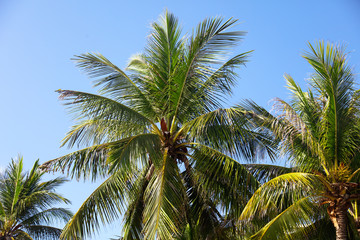 Fototapeta premium Large green branches on coconut trees against the sky