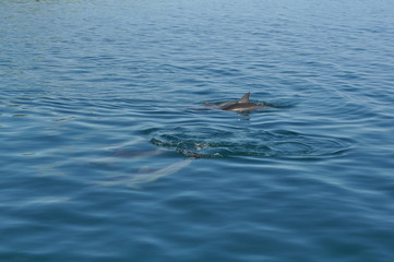 Fototapeta premium Dolphins off the coast of Mo'orea, breaking the surface