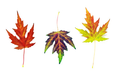 autumn maple leaves on white