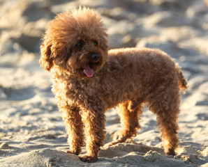 A dog walks in the sand.