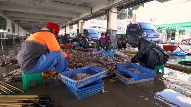 [Editorial] Ulleung-gun Suhyup(National Federation of Fisheries Cooperatives), Jedong Port, Ulleung-gun, Gyeongsangbuk-do, Korea - December 25, 2019: Aunts are cutting squid bellies.