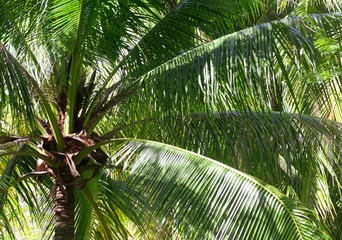 Fototapeta premium Large green branches on coconut trees against the sky