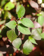 Green leaves on a plant in nature.